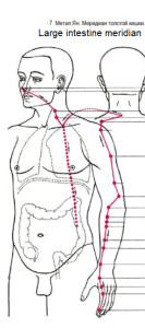 Large Intestine